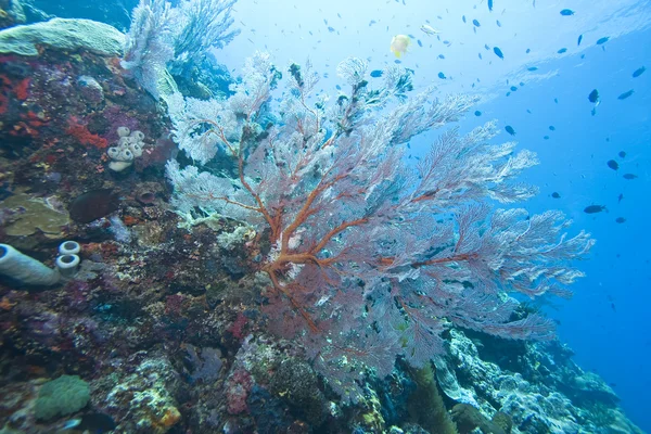 Gorgonian Sea fans Indonésie — Photo