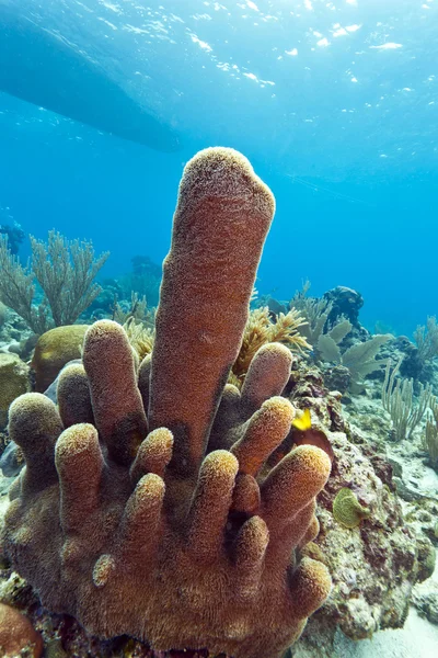 기둥 산호 (Dendrogyra cylindricus) — 스톡 사진
