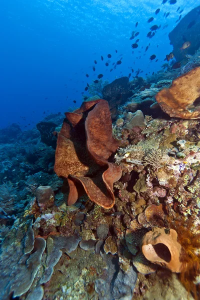 ブナケン島沖のサンゴ壁します。 — ストック写真
