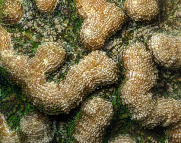 Nejčernější kaktus korálů, mycetophyllia aliciae — Stock fotografie