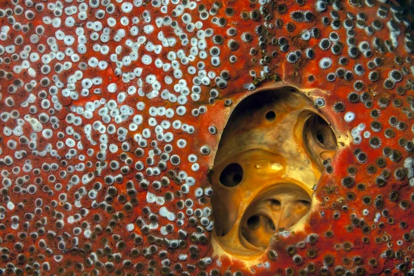 Red Boring Sponge, Cliona celata — Stock Photo, Image