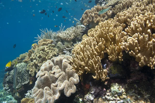 Giardini di corallo — Foto Stock