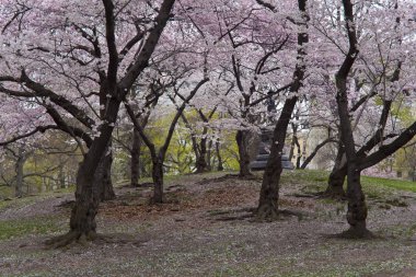 Central Park'a Hacı tepe