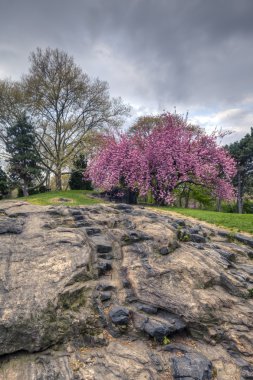 Prunus serrulata 'Kanzan' - Japon kiraz çiçeklenme