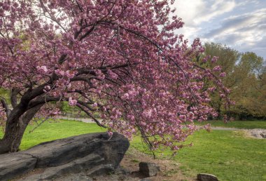 Prunus serrulata 'Kanzan' - Japon kiraz çiçeklenme