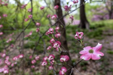 Cornus florida ruba (çiçekli kızılcık)