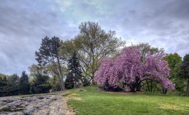 Prunus serrulata 'Kanzan' - Japon kiraz çiçeklenme