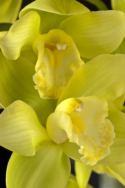 Orchideje cymbidium žlutá — Stock fotografie