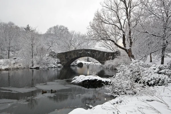 Central park in sneeuwstorm — Stockfoto