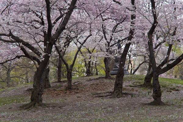 stock image Central Park Pilgrim Hill