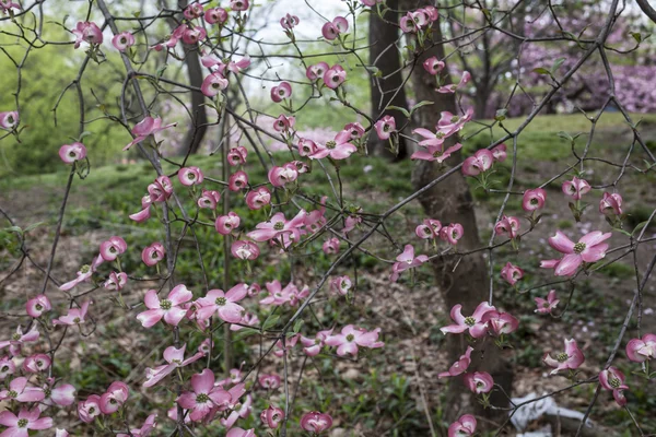 Cornus florida ruba (Florescimento Dogwood ) — Fotografia de Stock