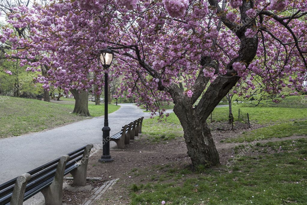 Prunus serrulata 'Kanzan' - Japanese Flowering Cherry Stock Photo by ...