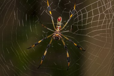 Basilica Orb Weaver clipart