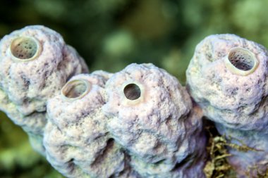 ,Tube Sponge,Callyspongia vaginalis clipart