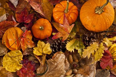 Autumn scene with pumpkins clipart