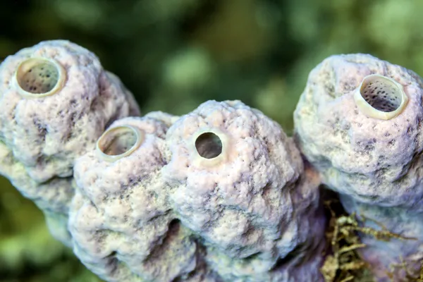 ,Губка трубчатая, Вагинальная Callyspongia — стоковое фото