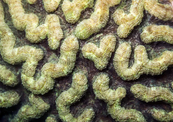 Lowridge кактус coral, Mycetophyllia danaana — стокове фото