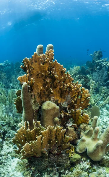 Testa di corallo — Foto Stock