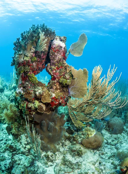 Korallenkopf — Stockfoto