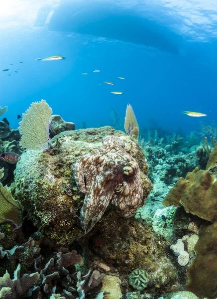 Карибский риф Осьминог (Octopus briareus) i — стоковое фото