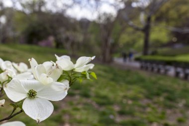 Cornus florida (Flowering Dogwood) clipart