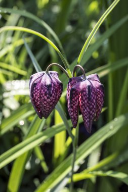 Pasque çiçek (ya da pasqueflower)