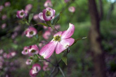 Cornus florida ruba (çiçekli kızılcık)