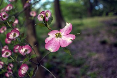 Cornus florida ruba (Flowering Dogwood) clipart