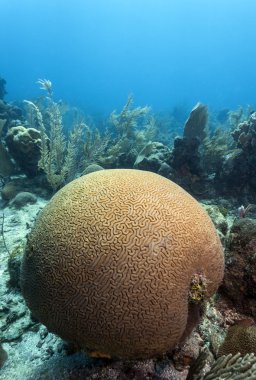 Coral reef scene brain coral clipart