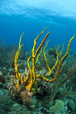 Mercan kayalığı satır gözenek ip sünger (Aplysina cauliformis)