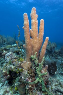Coral reef Pillar corals (Dendrogyra cylindricus) clipart