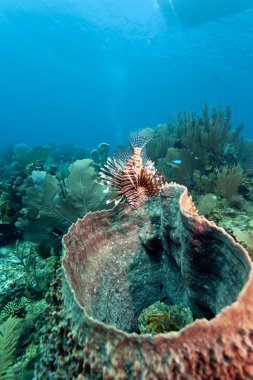 Kırmızı lionfish (Pterois volitans)