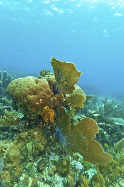 mercan roatan kapalı