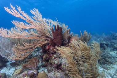 Coral reef Roatan Honduras clipart