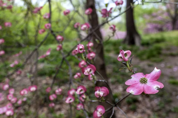 Cornus florida ruba (Dogwood con flores) ) —  Fotos de Stock