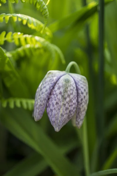 Pasque çiçek (ya da pasqueflower) — Stok fotoğraf