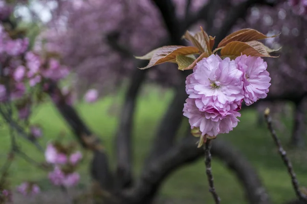 Prunus serrulata 'Kanzan' - Японская цветущая вишня — стоковое фото
