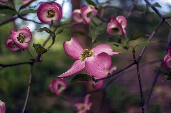 Cornus florida ruba (Dogwood con flores) ) — Foto de Stock