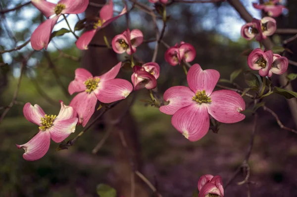 Cornus florida ruba (Flowering Dogwood) — Stock Photo, Image