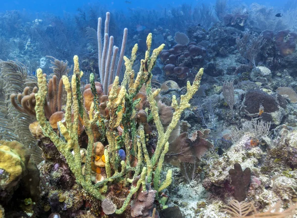 珊瑚礁现场 — 图库照片