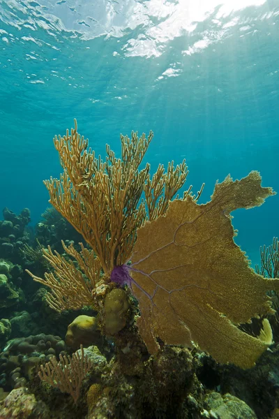 stock image Coral reef scene