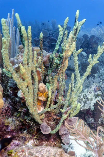 Scena Coral reef — Zdjęcie stockowe