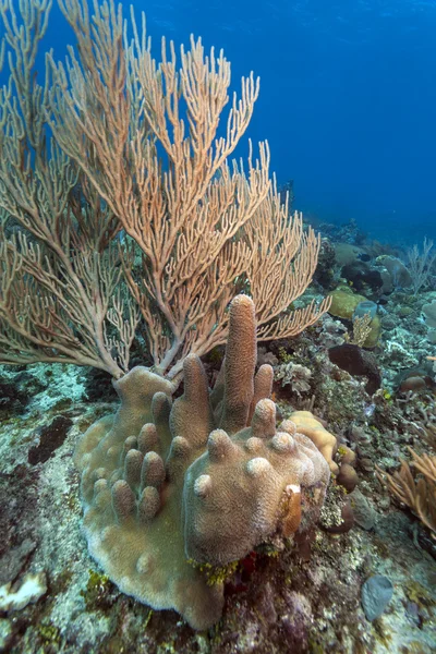 Scena della barriera corallina — Foto Stock