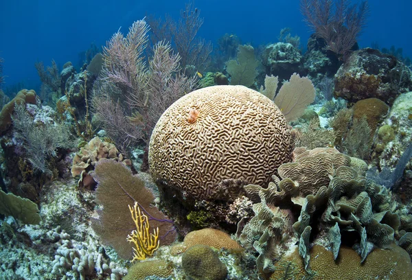 Soft corals and brain coral — Stock Photo, Image