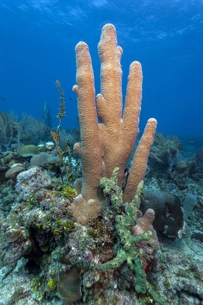 Κοράλλια πυλώνα κοραλλιογενή ύφαλο (Dendrogyra cylindricus) — Φωτογραφία Αρχείου