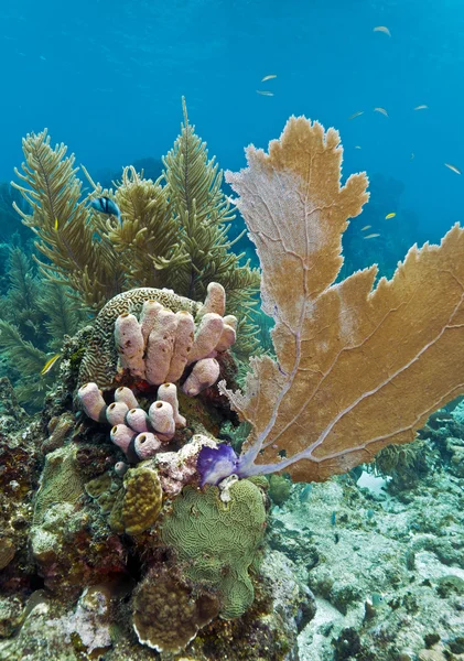 Recifes de Coral ao largo de Roatan — Fotografia de Stock