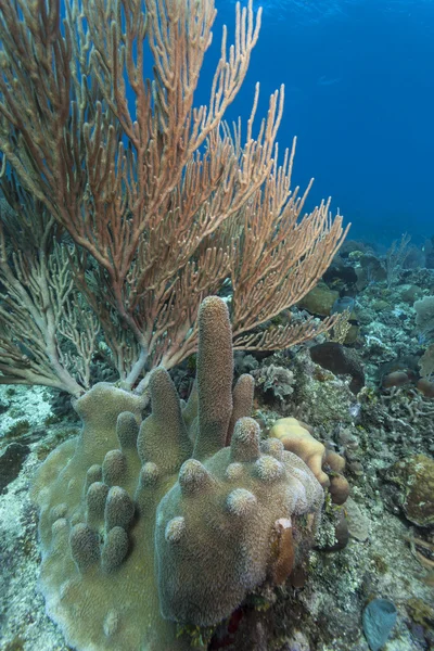 珊瑚礁-罗阿坦岛洪都拉斯 — 图库照片