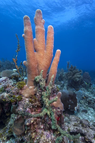 Korall kertek — Stock Fotó