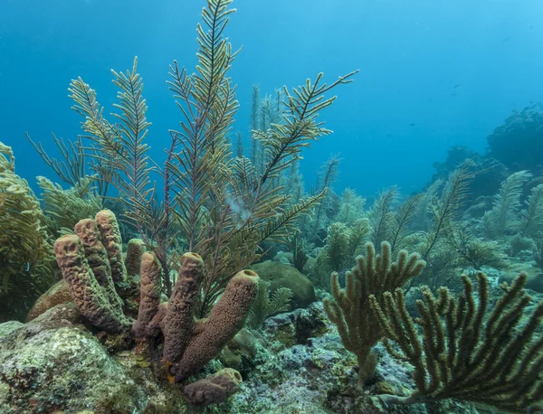 Recifes de Coral Roatan — Fotografia de Stock