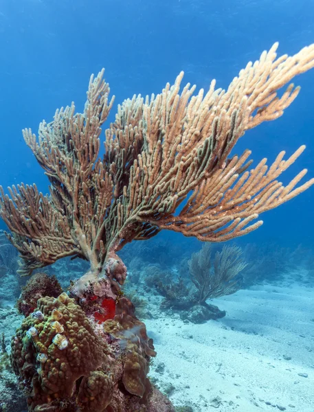 Korall kertek — Stock Fotó